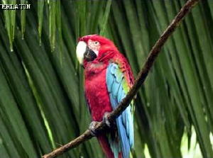 macaw.jpg